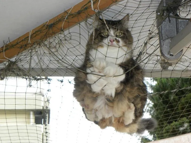 fesr-katze-shukhi_05