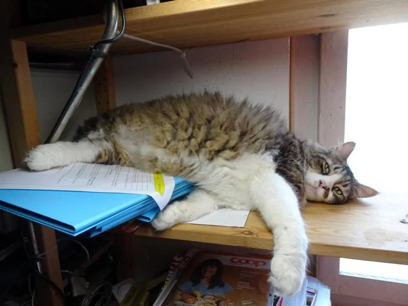 fesr-katze-shukhi_08