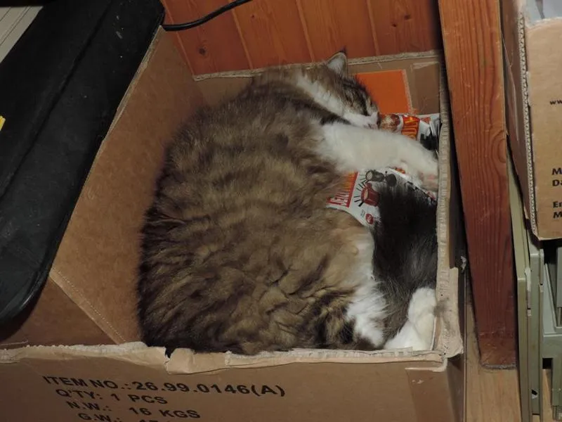 fesr-katze-shukhi_09