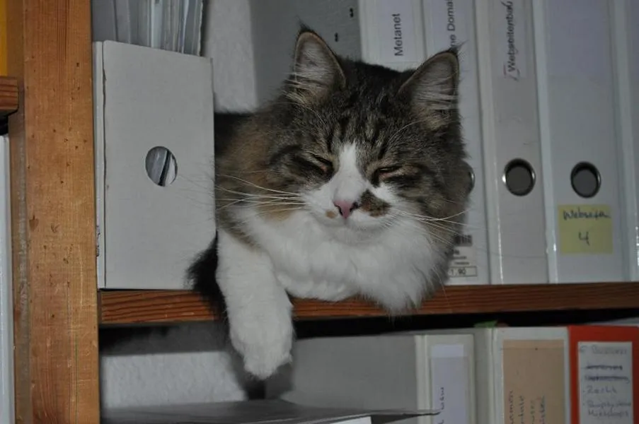 fesr-katze-shukhi_11