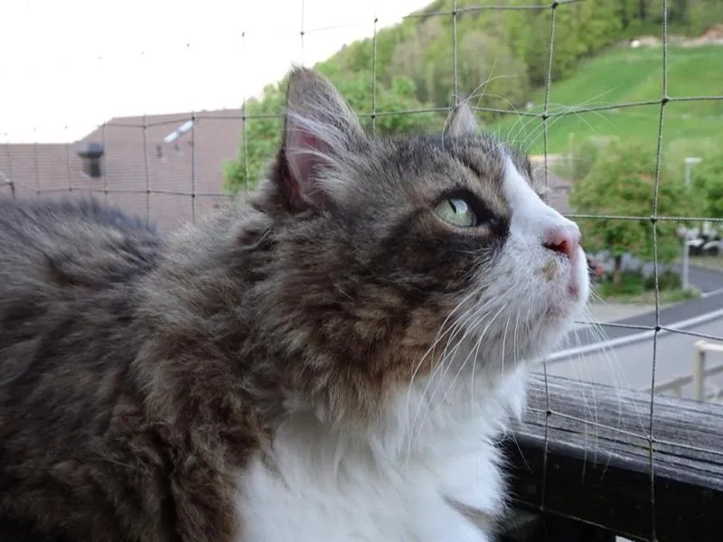 fesr-katze-shukhi_12