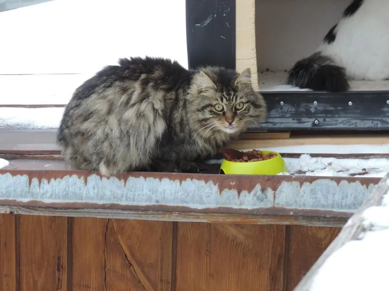 feser-katzen-wibal_01