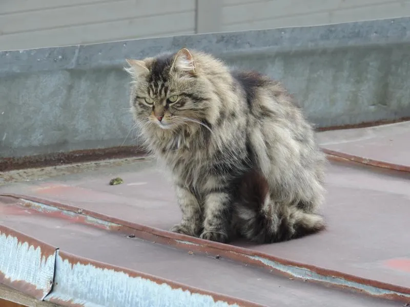 feser-katzen-wibal_02