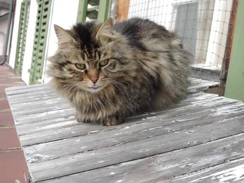 feser-katzen-wibal_03