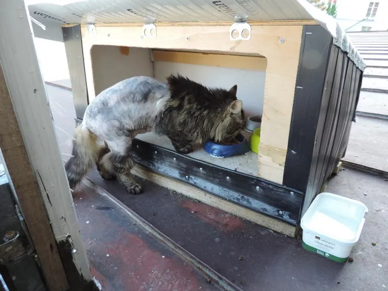 feser-katzen-wibal_05