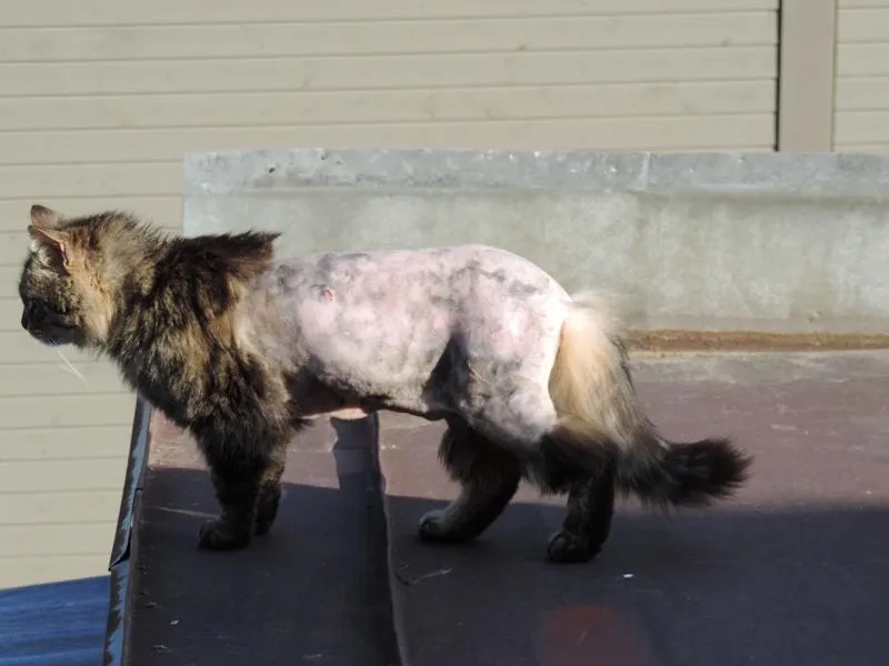 feser-katzen-wibal_06