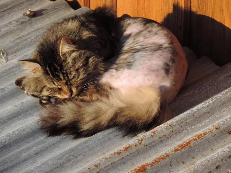 feser-katzen-wibal_07