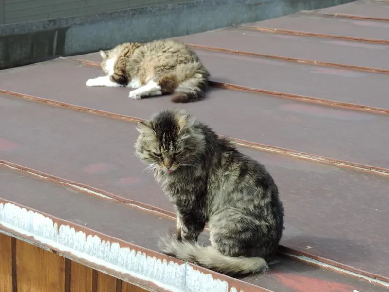 feser-katzen-wibal_08