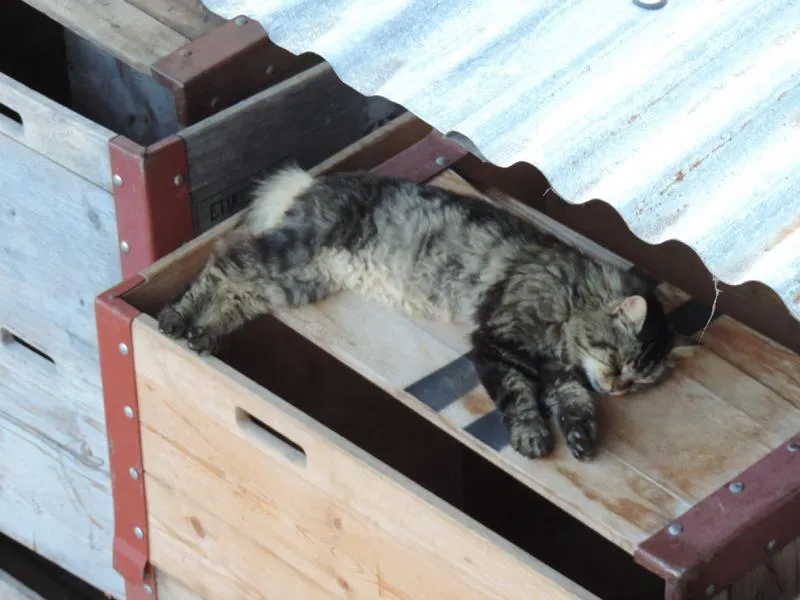 feser-katzen-wibal_09