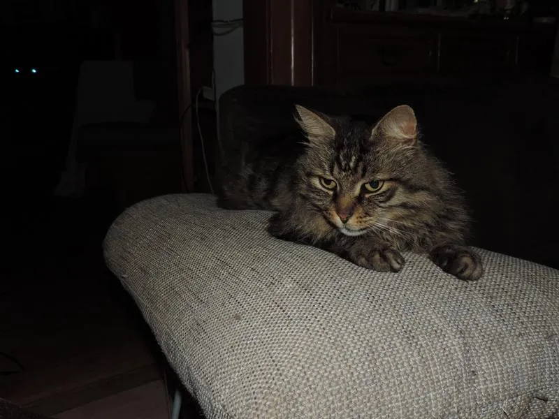 feser-katzen-wibal_10