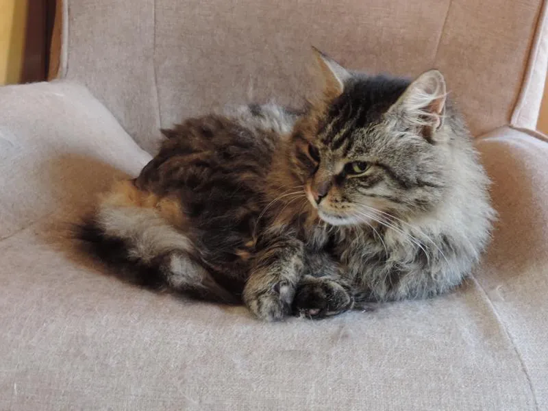 feser-katzen-wibal_11